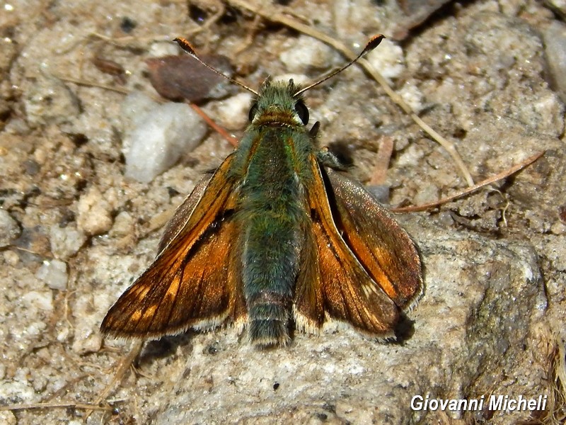 Hesperidae 1 da ID - Hesperia comma